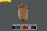 藏品(太平洋蟬蟹)的圖片